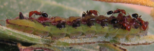Larvae
